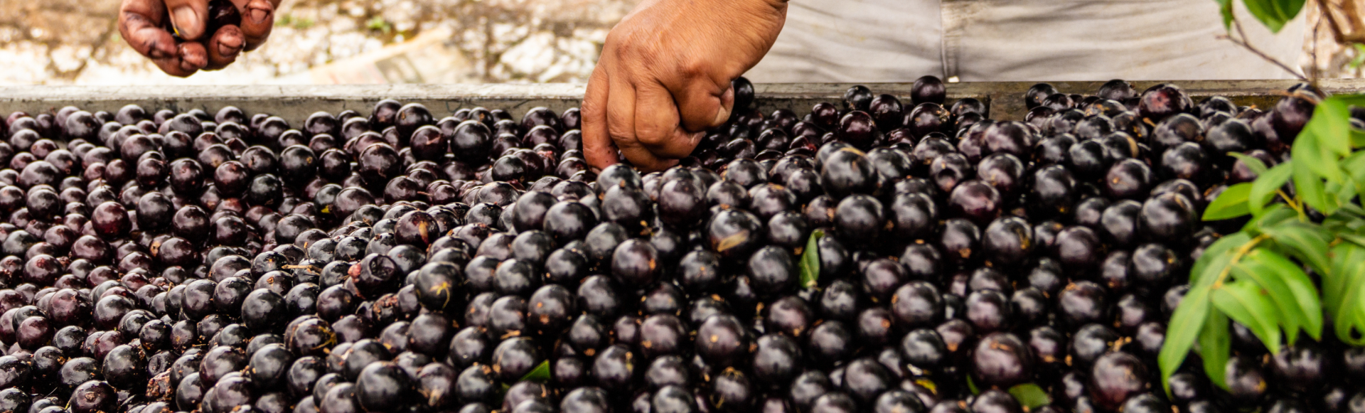 Hand-harvested jabuticaba berries in São Paulo, Brazil