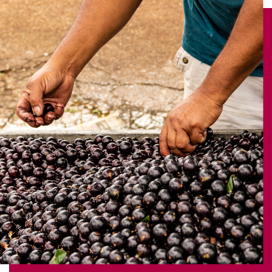 Person artisanal sorting jabuticaba berries by hand