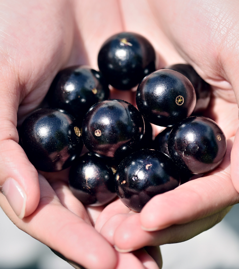 Close up of hands holding a bunch of fresh Jabuticaba berries