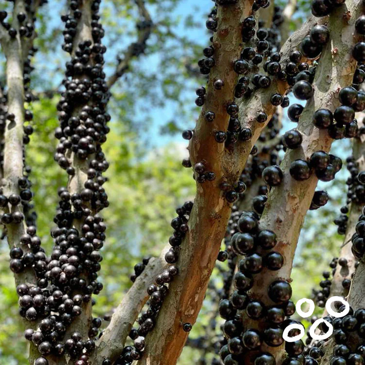 Close-up of jabuticaba berries growing on the branches of the tree