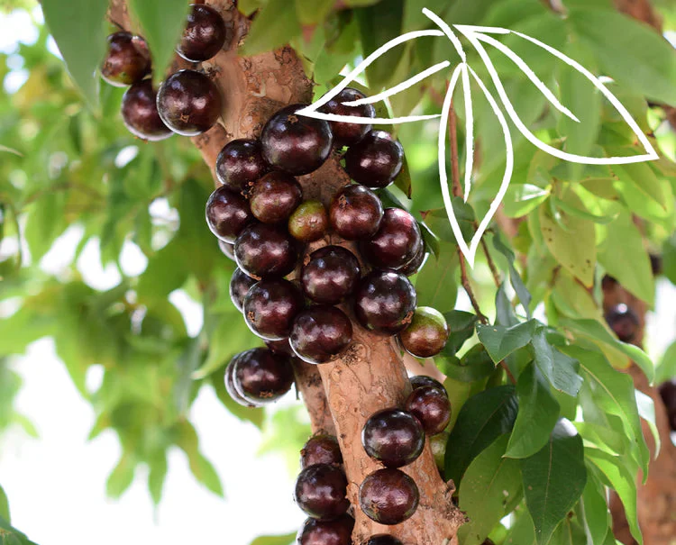Jabuticaba tree with berries growing directly on the trunk