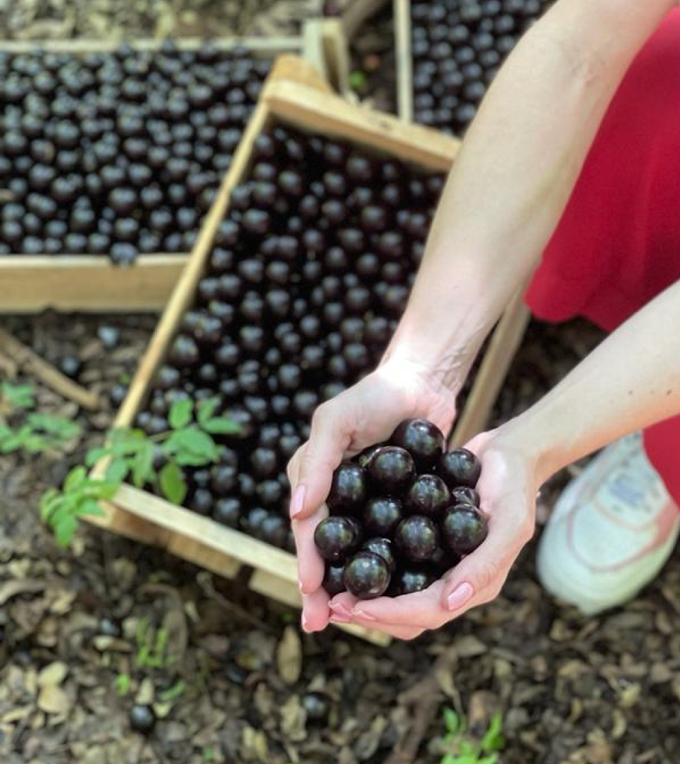 Hand-harvested jabuticaba berries in São Paulo, Brazil
